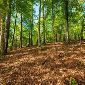 Photo #7 of LOT 5 Birdsong Road, Ebony, Virginia 2.0 acres