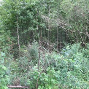 Photo #4 of 5701 Old Union Road, Charles City, Virginia 1.0 acres