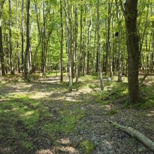 Photo #11 of 13630 Woodside Lane, Newport News, Virginia 5.1 acres