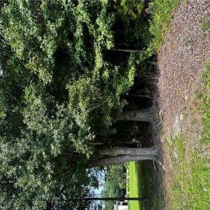 Land border marked by pink flag tied to tree