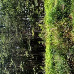 Land border marked by pink flag tied to wood stick