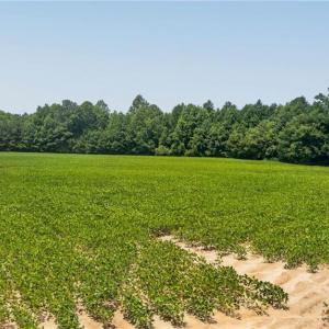 Photo #15 of 2249 Hosier Road, Suffolk, Virginia 69.3 acres