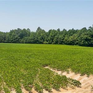 Photo #15 of 2249 Hosier Road, Suffolk, Virginia 69.3 acres