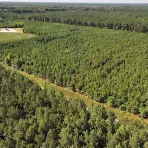 Photo #4 of 006 Georgetown Road, Waverly, Virginia 15.0 acres