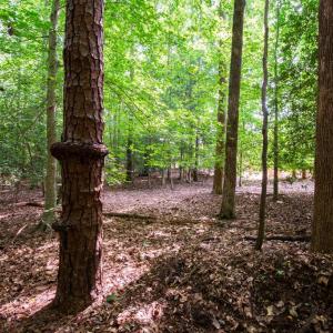 Photo #28 of 2425 Jolly Pond Road, Williamsburg, Virginia 15.5 acres