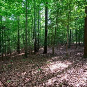 Photo #30 of 2425 Jolly Pond Road, Williamsburg, Virginia 15.5 acres