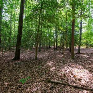 Photo #31 of 2425 Jolly Pond Road, Williamsburg, Virginia 15.5 acres