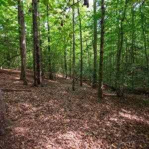Photo #33 of 2425 Jolly Pond Road, Williamsburg, Virginia 15.5 acres
