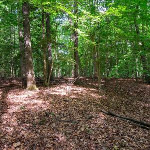 Photo #34 of 2425 Jolly Pond Road, Williamsburg, Virginia 15.5 acres