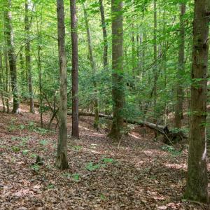 Photo #35 of 2425 Jolly Pond Road, Williamsburg, Virginia 15.5 acres