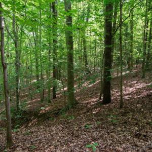 Photo #36 of 2425 Jolly Pond Road, Williamsburg, Virginia 15.5 acres