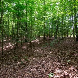 Photo #37 of 2425 Jolly Pond Road, Williamsburg, Virginia 15.5 acres