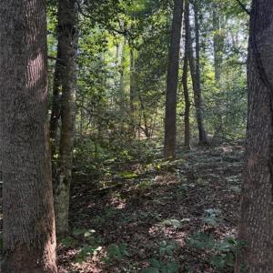 Photo #3 of 1.27ac Ware Street, Gloucester, Virginia 1.3 acres