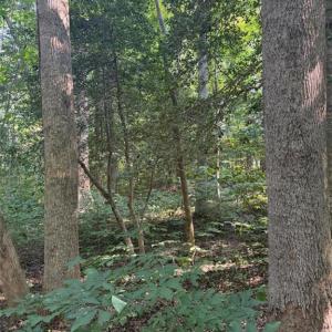 Photo #4 of 1.27ac Ware Street, Gloucester, Virginia 1.3 acres