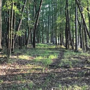 Photo #7 of 2561 Fort Huger Drive, Smithfield, Virginia 3.0 acres