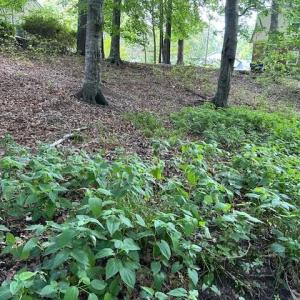 Photo #10 of 917 Lacon Drive, Newport News, Virginia 0.9 acres