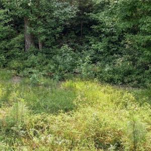 Photo #15 of 27+ AC Low Ground Road, Hayes, Virginia 27.3 acres