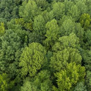 Photo #15 of Indian Road, Gloucester, Virginia 5.7 acres