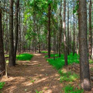 Photo #12 of 55 Ac  Vellines Lane, Carrollton, Virginia 55.5 acres