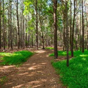 Photo #13 of 55 Ac  Vellines Lane, Carrollton, Virginia 55.5 acres