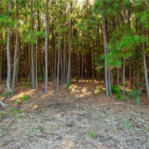 Photo #14 of 55 Ac  Vellines Lane, Carrollton, Virginia 55.5 acres