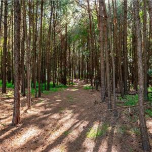 Photo #15 of 55 Ac  Vellines Lane, Carrollton, Virginia 55.5 acres
