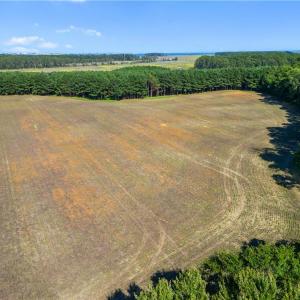 Photo #4 of 55 Ac  Vellines Lane, Carrollton, Virginia 55.5 acres