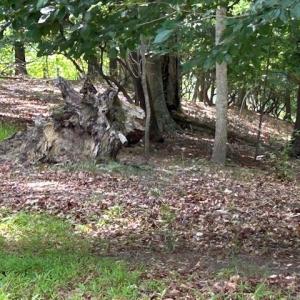 Photo #12 of 158 Highwood Circle, Newport News, Virginia 1.8 acres