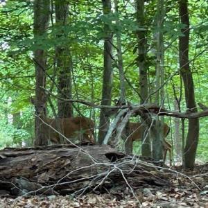 Photo #3 of 158 Highwood Circle, Newport News, Virginia 1.8 acres