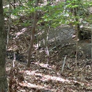 Photo #10 of 158 Highwood Circle, Newport News, Virginia 1.8 acres