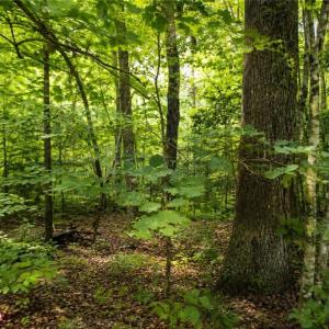 Photo #5 of 9225 Diascund Road, Lanexa, Virginia 4.0 acres