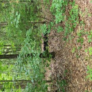Photo #6 of 9225 Diascund Road, Lanexa, Virginia 4.0 acres