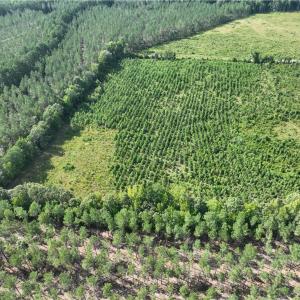 Photo #12 of 25.4 Courthouse Road, Stony Creek, Virginia 25.4 acres