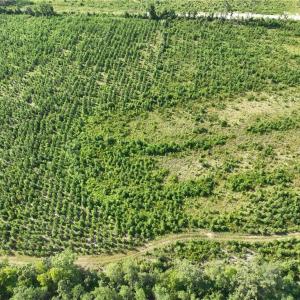 Photo #13 of 25.4 Courthouse Road, Stony Creek, Virginia 25.4 acres