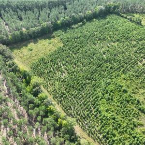 Photo #14 of 25.4 Courthouse Road, Stony Creek, Virginia 25.4 acres