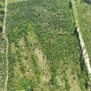 Photo #17 of 25.4 Courthouse Road, Stony Creek, Virginia 25.4 acres