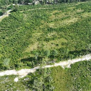 Photo #5 of 25.4 Courthouse Road, Stony Creek, Virginia 25.4 acres