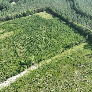 Photo #7 of 25.4 Courthouse Road, Stony Creek, Virginia 25.4 acres
