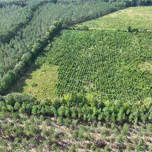Photo #12 of 25.4 Courthouse Road, Stony Creek, Virginia 25.4 acres