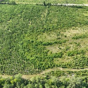 Photo #13 of 25.4 Courthouse Road, Stony Creek, Virginia 25.4 acres