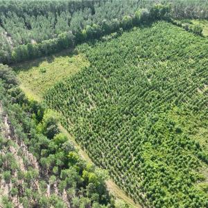Photo #14 of 25.4 Courthouse Road, Stony Creek, Virginia 25.4 acres