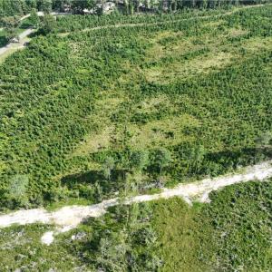Photo #5 of 25.4 Courthouse Road, Stony Creek, Virginia 25.4 acres