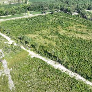 Photo #6 of 25.4 Courthouse Road, Stony Creek, Virginia 25.4 acres