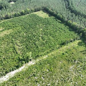 Photo #7 of 25.4 Courthouse Road, Stony Creek, Virginia 25.4 acres