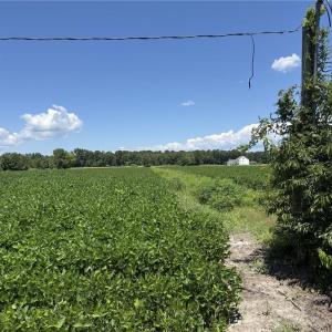 Photo #6 of 4332 Sunray Avenue, Chesapeake, Virginia 10.0 acres