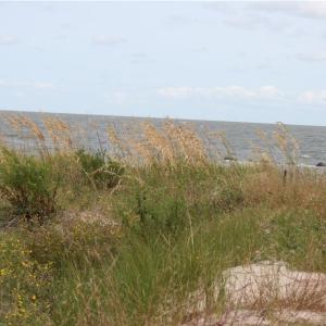 Photo #5 of 4016 Rugosa Rose Court, Norfolk, Virginia 0.2 acres