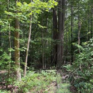 Photo #6 of Lot 28 Rivers Knoll, Heathsville, Virginia 2.7 acres