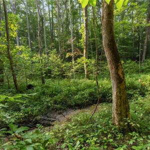 Photo #8 of Lot 9 Deerwood Court, Gloucester, Virginia 8.7 acres