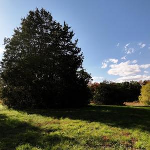 Photo #8 of 42-14 Chippokes Farm Road, Surry, Virginia 28.2 acres