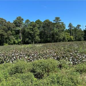 Photo #4 of 12 Ac Tar Road, Windsor, Virginia 12.3 acres